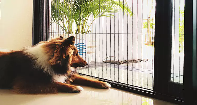 Sliding Screen Pet Door Repair in Sebastian, FL