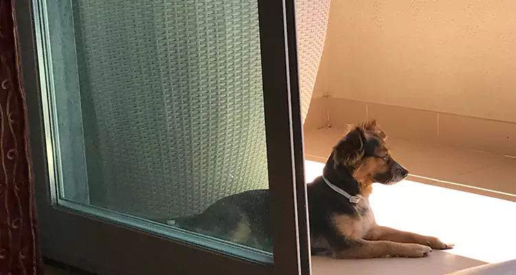 French Door Pet Screen Repair in Sebastian, FL